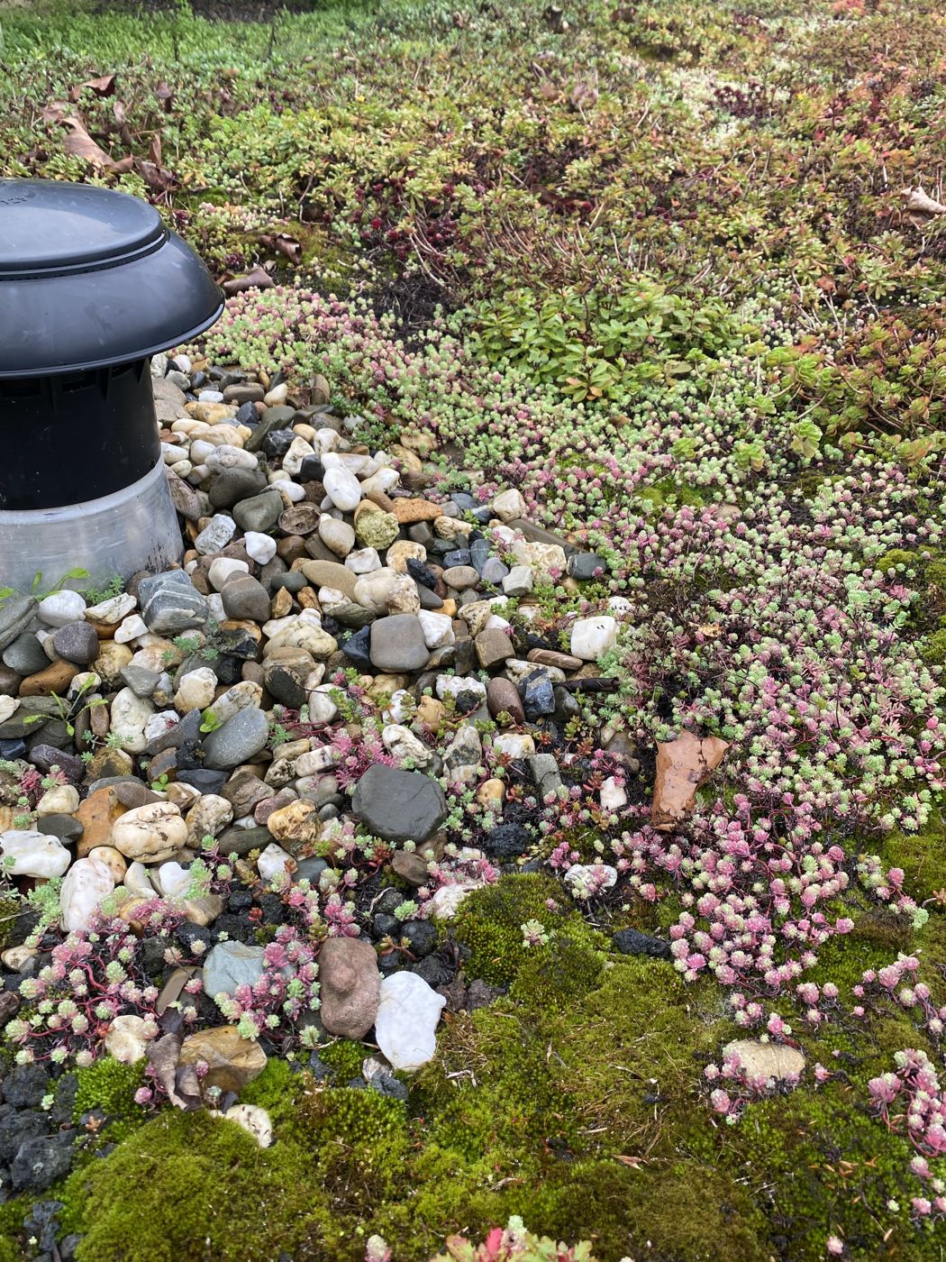 Close-up van bloeiende sedum met grindrand